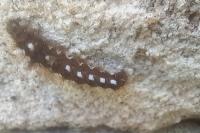 Acronicta rumicis