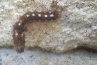 Acronicta rumicis