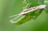 Plutella xylostella