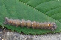 Odonestis pruni
