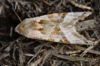 Phlogophora meticulosa