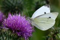 Pieris rapae