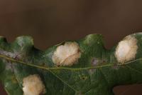 Tischeria ekebladella