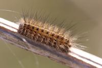 Phragmatobia fuliginosa