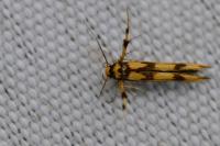 Stathmopoda pedella