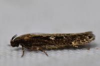 Gelechia sororculella