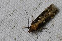 Gelechia sororculella