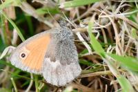 Coenonympha pamphilus