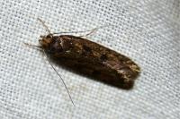 Hofmannophila pseudospretella