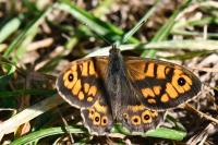 Lasiommata megera