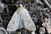 Propenistra laevis