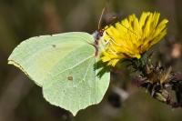 Gonepteryx rhamni