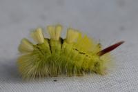 Calliteara pudibunda