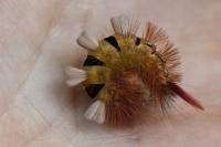 Calliteara pudibunda