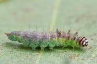 Drepana curvatula