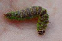 Drepana curvatula