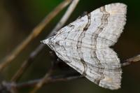 Aplocera efformata/plagiata