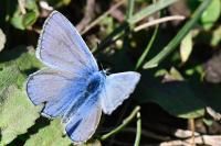 Polyommatus icarus