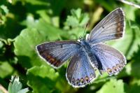 Polyommatus icarus