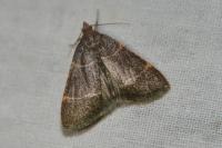 Hypsopygia glaucinalis
