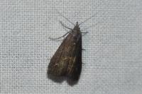 Schrankia costaestrigalis