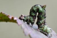 Opisthograptis luteolata