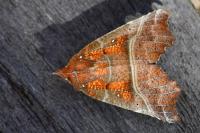 Scoliopteryx libatrix