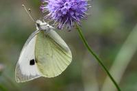 Pieris brassicae