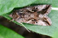Autographa gamma