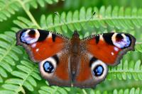 Aglais io