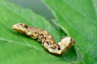 Thyatira batis