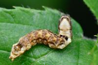 Thyatira batis