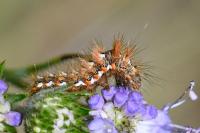 Acronicta rumicis