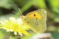 Colias crocea