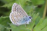 Polyommatus icarus