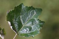 Phyllocnistis xenia