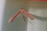 Emmelina monodactyla