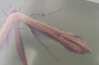 Emmelina monodactyla