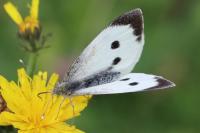 Pieris brassicae