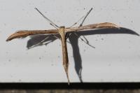 Emmelina monodactyla