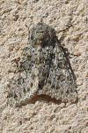 Polymixis flavicincta flavicincta