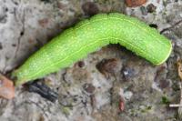 Pseudoips prasinanus