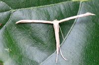 Emmelina monodactyla