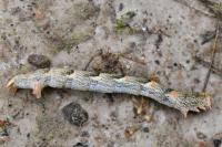 Cyclophora punctaria
