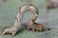 Cyclophora punctaria