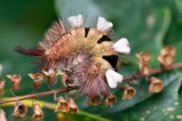 Calliteara pudibunda