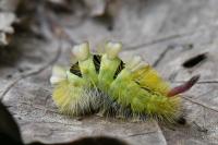 Calliteara pudibunda