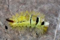 Calliteara pudibunda