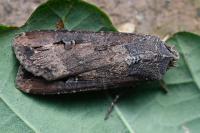 Agrotis ipsilon