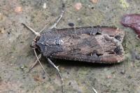 Agrotis ipsilon